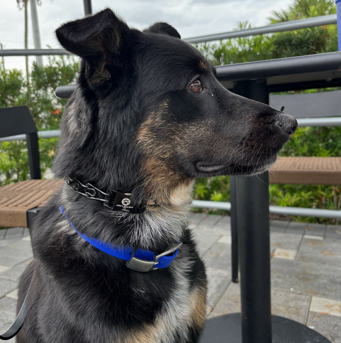 Black Buckle for 2.25 mm Herm Sprenger Prong Collar